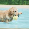 【楽天月末セール】一日一組限定◇愛犬が思いきり走り回る広大な敷地《ドッグラン＆プール付き》／素泊まりのペットと泊まれるプラン