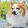 【楽天トラベルサマーSALE】【素泊まり】2組限定！ミニドッグラン付き屋外専用テラスで愛犬と過ごすのペットと泊まれるプラン