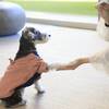 【季節SALE】当館のスタンダードコースをお得に愉しむ／熱海で愛犬と旅行を満喫＜★基本鍋会席＞のペットと泊まれるプラン