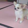 ◇愛犬と楽しむ◇ 鹿児島県産黒毛和牛ステーキ＆奄美の鶏飯　かごしま美食プラン 【朝・夕２食付き】のペットと泊まれるプラン