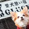 GLUCKお試し◇愛犬の為の宿で過ごす◇最高の旅行をお手伝い◆体験してみて！のペットと泊まれるプラン