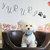 【さき楽】夕食無料アップグレード＆愛犬利用料無料！先々の予約をお得に＜■牛しゃぶ鍋＆ビュッフェ＞のペットと泊まれるプラン