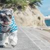 【ペット可】～愛犬とオーシャンビューで紡ぐ癒しのひととき～(2食付き)のペットと泊まれるプラン
