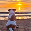 【ペット可】愛犬とお部屋で一緒に楽しめる☆海の幸ディナープラン♪(夕食付き)のペットと泊まれるプラン