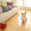 ＜素泊・愛犬同伴＞【オープン記念25％OFF】愛犬と自由気ままに楽しむ青森の旅！便利な立地で快適のペットと泊まれるプラン