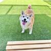 【ドックラン兼猫庭付きの宿】愛犬、愛猫と共に宿泊☆一緒に寝るのもOK【素泊まり】のペットと泊まれるプラン