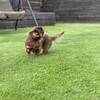 【DOGフレンドリー】イーリオハレで過ごす素泊まり休日のペットと泊まれるプラン