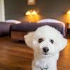 わんちゃんと入浴！【貸切風呂に一緒に入れる♪】小型犬限定プランのペットと泊まれるプラン