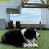 【楽天月末セール】【ペット可】【素泊まり】過ごし方自由！愛犬と一緒にシンプルステイのペットと泊まれるプラン