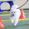 【楽天トラベルサマーSALE】愛犬と一緒∪・ω・∪大切な家族と過ごす夏旅行＜■特選会席／部屋食＞のプランイメージ