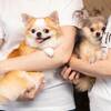 【春SALE】【ワンちゃんと一緒☆】ご家族そろってお食事を楽しもう！プラン《2食付》のペットと泊まれるプラン