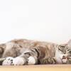 【 ネコの日 】パエリア◆22日にご予約した方限定＜猫ちゃん宿泊無料＞-2食付-のペットと泊まれるプラン