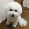 【ペットと同室宿泊（素泊まり）】小～超大型室内犬可能（犬種不問）ワンちゃんと温泉旅行のペットと泊まれるプラン