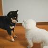 【ペットと同室宿泊（朝食付）】小～超大型室内犬可能（犬種不問）［会場食］のペットと泊まれるプラン