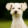 【愛犬同伴OK】ワンちゃんと過ごす寛ぎの旅♪／海鮮メイン付バイキングのペットと泊まれるプラン