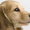 【急なお休みに】愛犬同伴OK！カジュアルバイキングプラン／海鮮メインなしバイキングのペットと泊まれるプラン