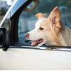 ☆ペットOK☆大切なペット（犬のみ）とご宿泊できる素泊まりプランのペットと泊まれるプラン