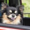 【楽天月末セール】＜愛犬同伴×饗宴コース＞ペット連れ旅行応援！ワンちゃん同伴ルームがお得★のプランイメージ