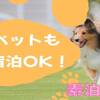 【ペット宿泊OK★素泊まり】旅行は家族みんなで♪阿蘇観光をお楽しみくださいのペットと泊まれるプラン