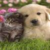 【楽天スーパーSALE】【ペット一緒★愛犬・愛猫癒れプラン】ランクアップ▲朝夕食完全個室でご堪能▲のペットと泊まれるプラン