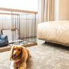 ≪愛犬との旅応援≫ワンちゃんと一緒にSTAYプラン〜素泊まり〜のプランイメージ