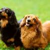 【愛犬同伴限定】オーシャンビュー和洋室で愛犬と贅沢時間♪専用設備完備の絶景プランのペットと泊まれるプラン