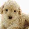【年末年始】愛犬同伴OK／カニ会席　※オンラインカード決済限定※のペットと泊まれるプラン