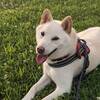 【素泊】愛犬と過ごすグランコテージプランのペットと泊まれるプラン