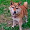 【1泊2食付】愛犬と過ごすグランコテージプランのペットと泊まれるプラン