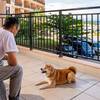 【SpecialOffer】30％OFF 愛犬と過ごすリゾートステイ（朝食付）のペットと泊まれるプラン