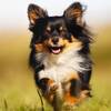 【ドッグフレンドリー】愛犬と大切な思い出をつくる旅＜朝食・ラウンジ付＞のペットと泊まれるプラン