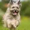 【ドッグフレンドリー】愛犬と大切な思い出をつくる旅＜素泊まり・ラウンジ付＞のペットと泊まれるプラン