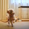 【直前割】愛犬とみなとみらい散歩 同伴宿泊プラン＜素泊り＞のペットと泊まれるプラン