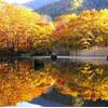 【紅葉の裏磐梯高原】秋の雄大な自然を愉しむ休日を【選べる夕食・朝食付】のペットと泊まれるプラン