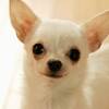 【鶴雅グループ70周年記念】愛犬同伴OK！館内利用券1室2000円分付／ビュッフェのペットと泊まれるプラン