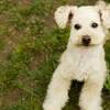 【鶴雅グループ70周年記念】愛犬同伴OK！館内利用券1室2000円分付／創作料理「カジュアルコース」のペットと泊まれるプラン