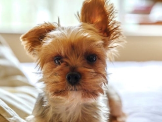 喫煙ツイン愛犬ルーム30平米・全室Wi-Fi＆有線LAN