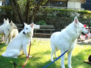 愛犬と一緒に山と海に囲まれた静かなコテージ！