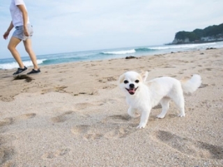 ♪愛犬と一緒に♪　オーシャンビュー和室（禁煙／ペット対応）