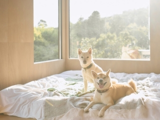 03棟 MIGRA 3名用トレーラーハウス 愛犬同伴可