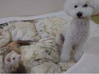 ペットと泊まれる部屋 　８畳（禁煙）