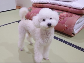 ペットと泊まれる部屋 　６畳（禁煙）