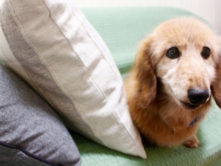 犬猫と一緒に泊まれるペット同宿洋室