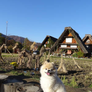 世界遺産 白川郷