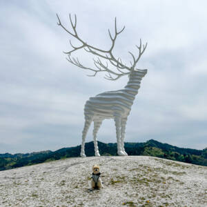 White Deer
