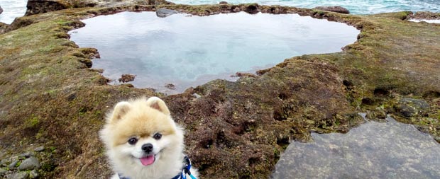 奄美大島犬連れ旅行ガイド