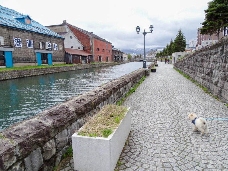 小樽運河をワンコとお散歩