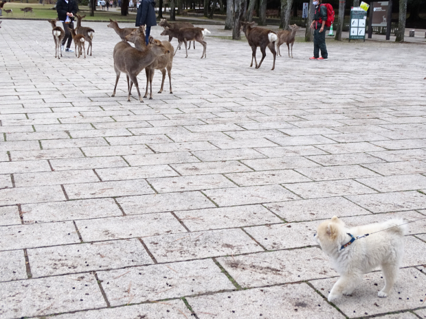 奈良公園・東大寺