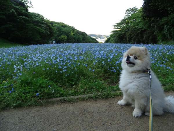 くりはま花の国