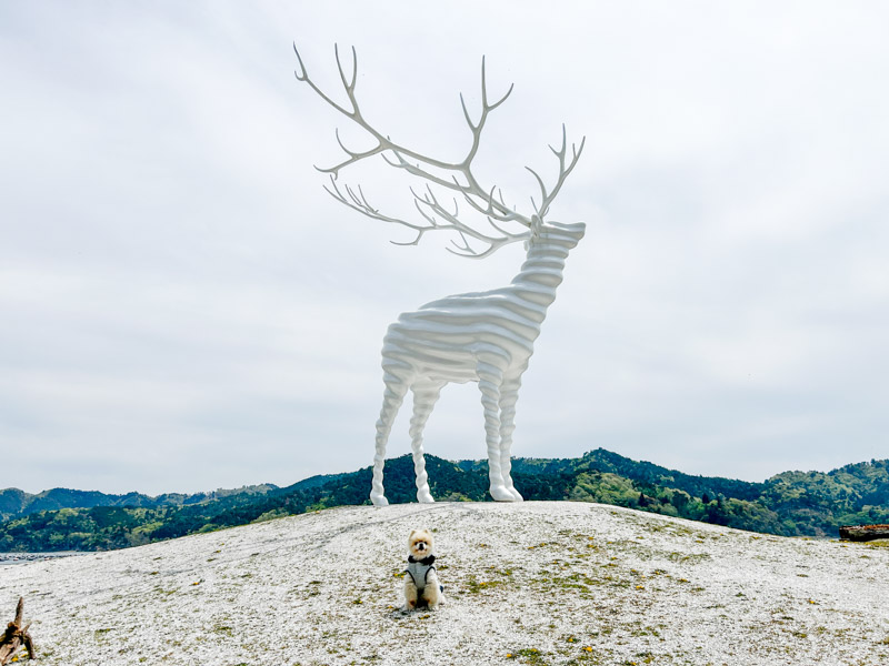 White Deer